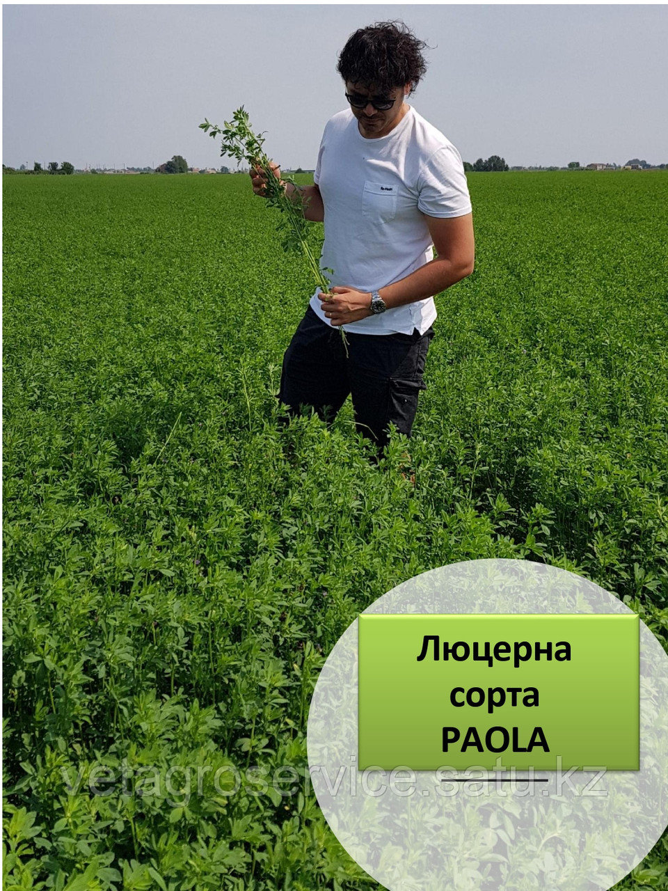 Семена люцерны Паола (Paola) Италия (10 кг) - фото 4 - id-p114937603
