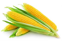 Семена кукурузы гибрид Симфония 190, ФАО 190