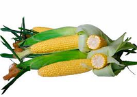 Семена кукурузы гибрид Ария 300, ФАО 300