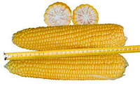 Семена кукурузы гибрид Ария 450, ФАО 450