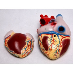 Модель сердца демонстрационная 11701
