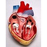 Модель сердца демонстрационная 11701, фото 2