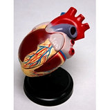 Модель сердца демонстрационная 11701, фото 3