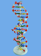 Модель структуры ДНК 101