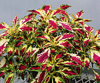 Колеус Jetters/укорененный черенок