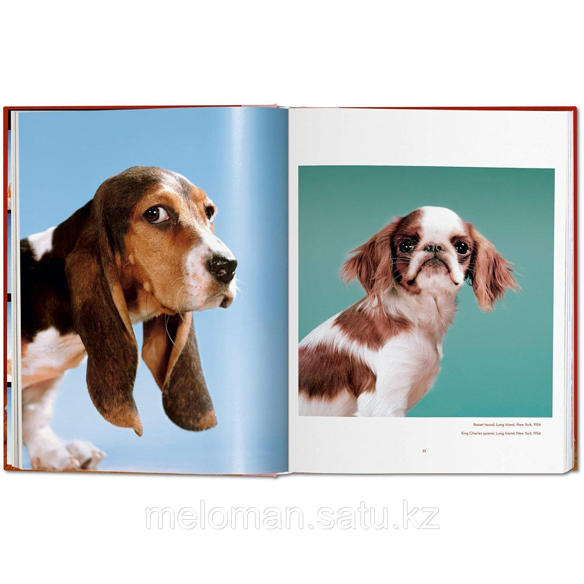 Walter Chandoha. Dogs. Photographs 1941-1991 - фото 6 - id-p116238922