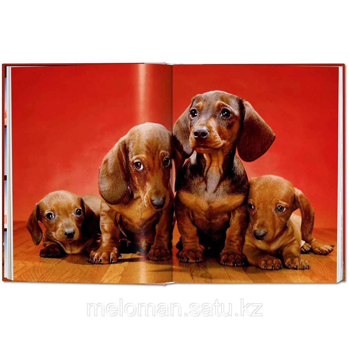 Walter Chandoha. Dogs. Photographs 1941-1991 - фото 7 - id-p116238922