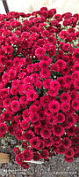 Хризантема -мультифлора темно-красная крупная (ранняя) (укоренённый черенок)