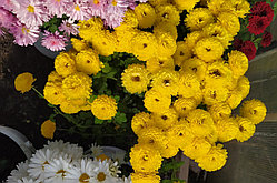 Хризантема -мультифлора жёлтая Джи-джи (укоренённый черенок)