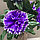Искусственные цветы 45 см фиолетовые с белыми кончиком, фото 5