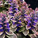 Ajuga reptans Burgundy Glow  адаптированный еврочеренок в 9м горшке, фото 5