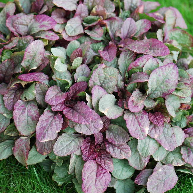 Ajuga reptans Burgundy Glow  адаптированный еврочеренок в 9м горшке