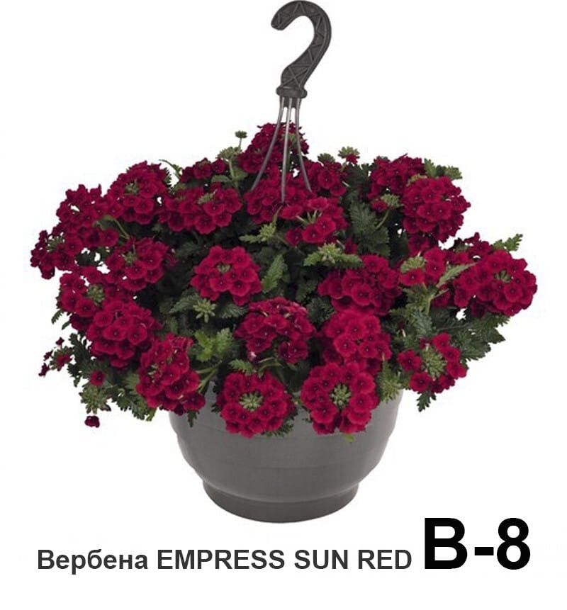 Вербена ампельная вегетативная  Empress Sun Red