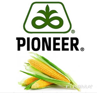 Pioneer PR31G98 Жүгері тұқымы