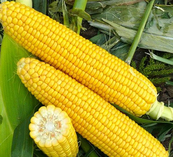 Семена кукурузы Seitec7077 ФАО 700 (50 000 семян)