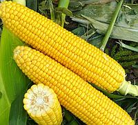 Семена кукурузы Seitec 6334 F1 ФАО 580