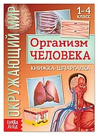 Книжка-шпаргалка «Окружающий мир. Организм человека», 12 стр.