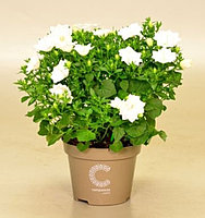 Isophila Dublin White/ подрощенное цветущее растение