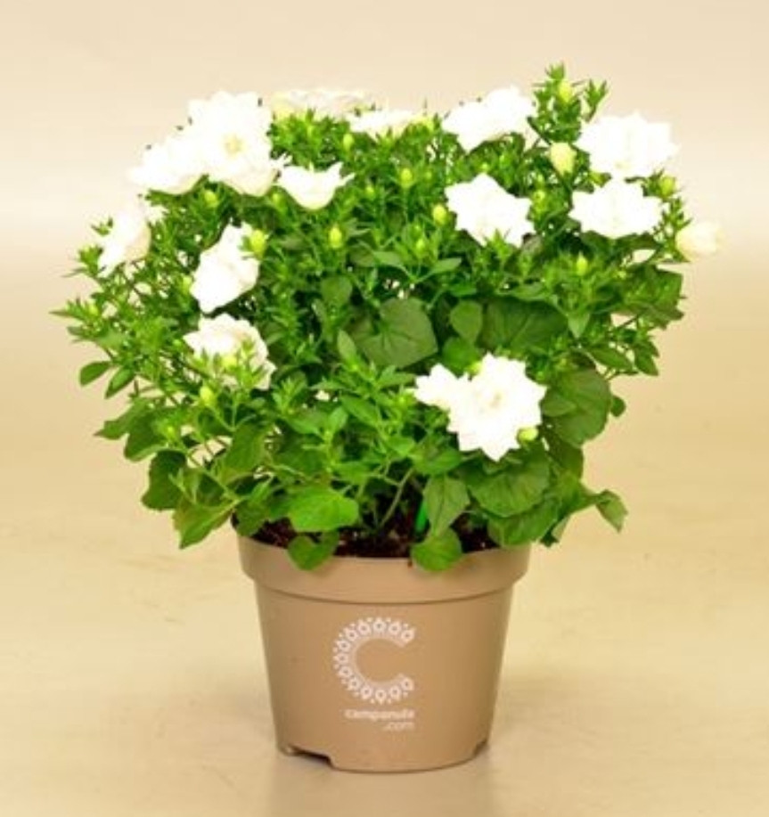 Isophila Dublin White/ подрощенное цветущее растение - фото 1 - id-p116510717