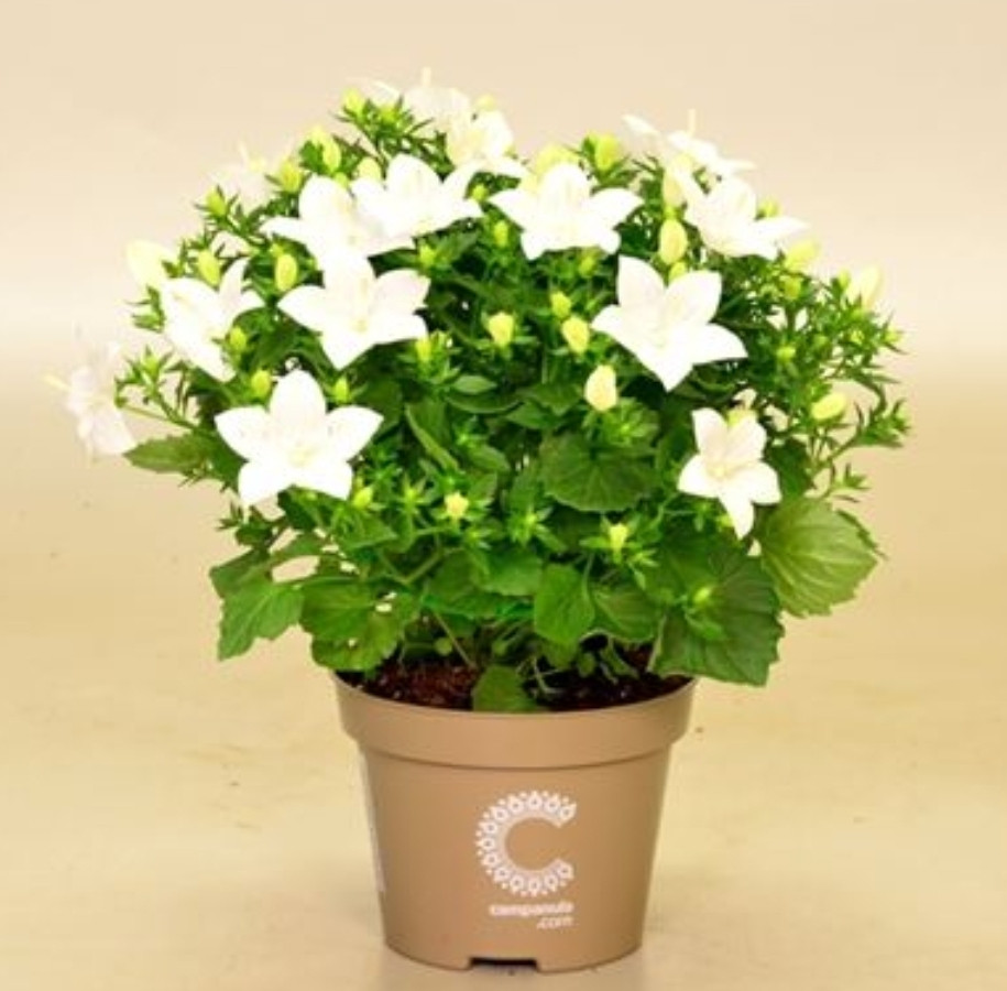 Isophila Atlanta White / укор.черенок