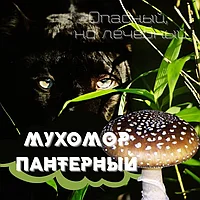 Мухомор Пантерный (Amanita Pantherina), вакуум. п, 5гр