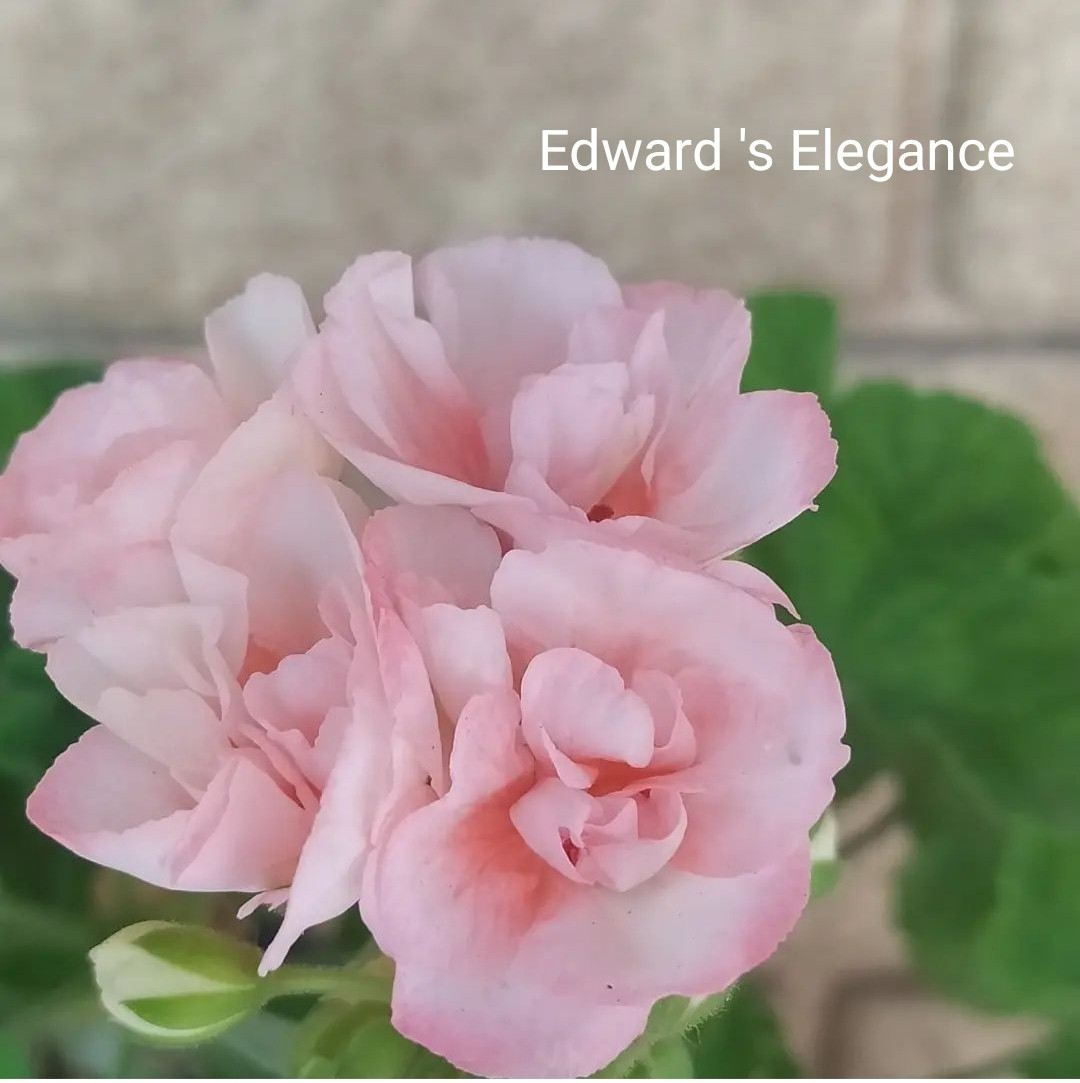 Пеларгония Edward 's Elegance (укоренённый черенок)