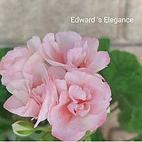 Пеларгония Edward 's Elegance (укоренённый черенок)