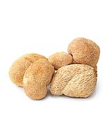 Ежовик гребенчатый (Lion’s Mane) — экстракт для мозга, памяти и нервной системы