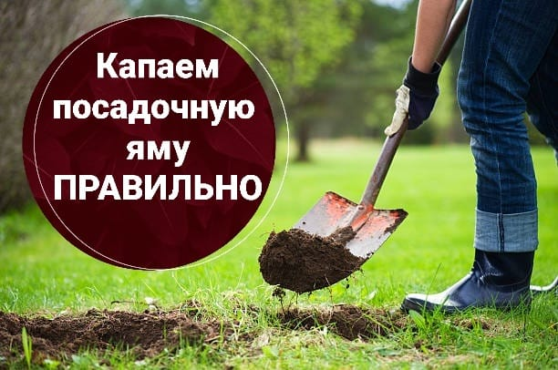 Ямы для посадки деревьев вручную Алматы - фото 1 - id-p116570891