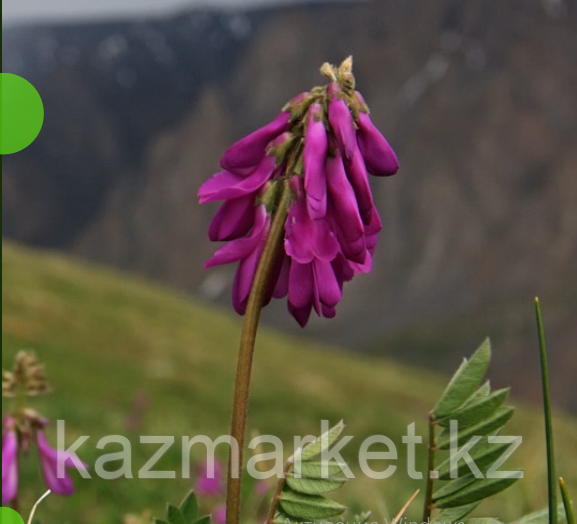 Красный корень (копеечник забытый) оптом в Астане