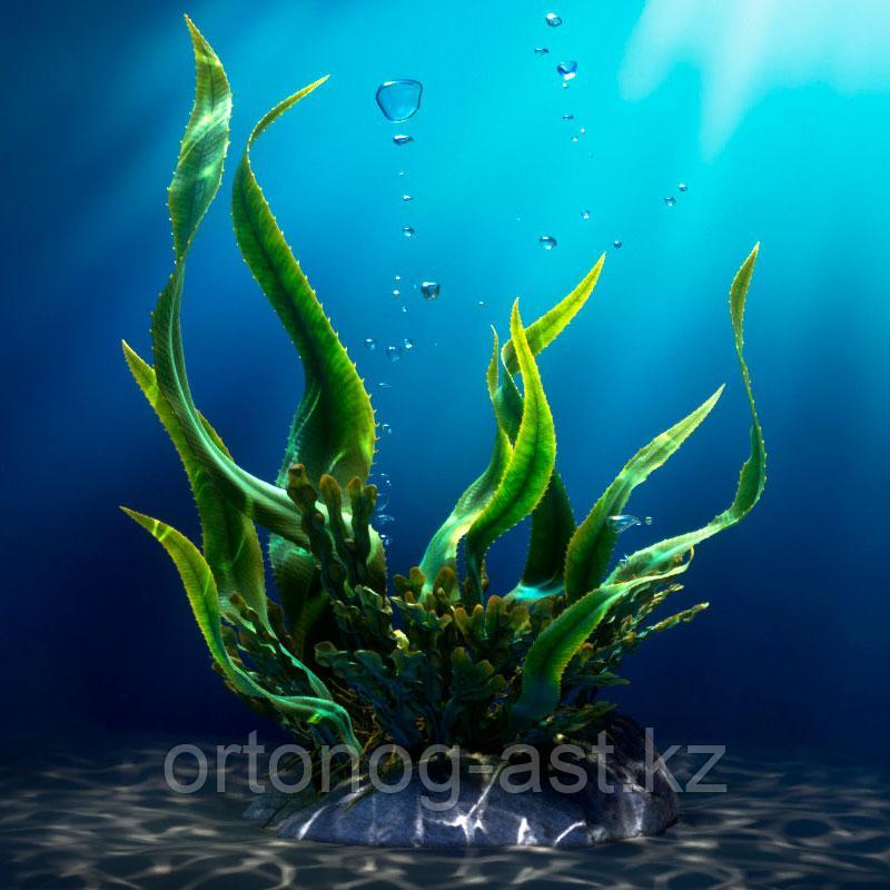Гель-скатка "Морские водоросли" - фото 3 - id-p116623844