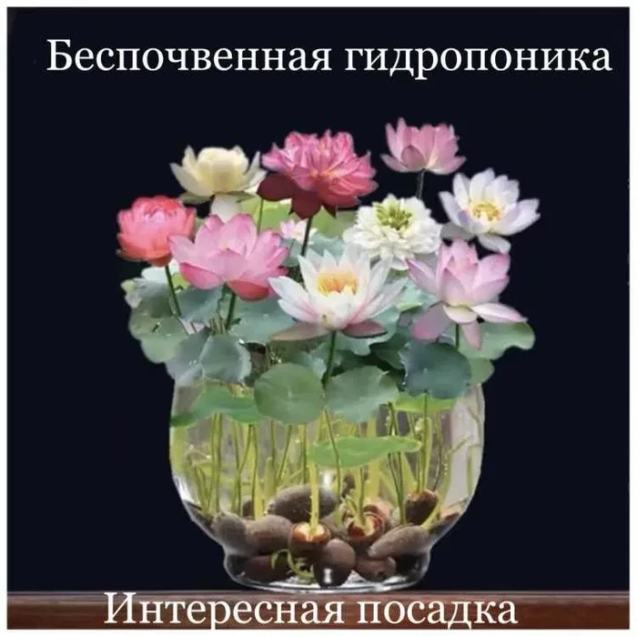 Лотос черные семена лотоса