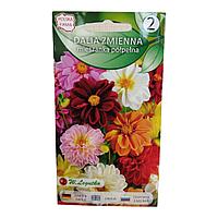 9 Полумахровые цветки георгина вариабилис, карликовые Анвинсы смесь