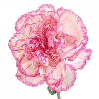 Гвоздика Белая с розовыми полосами 1635