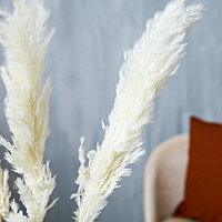 Набор пампасной травы, H70 см, (10 шт) Белый, (70, Белый)