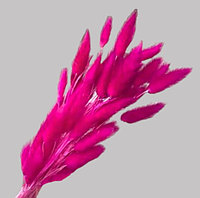 Набор сухоцветов "Лагурус", H60 см, (30 шт) Розовый, (60, Розовый)