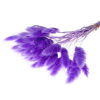 Сухоцветы "Лагурус", H60 см, набор (30 шт) Фиолетовый, (H-60, Фиолетовый)