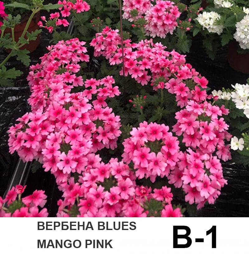 Вербена ампельная вегетативная Blues mango pink, фото 1