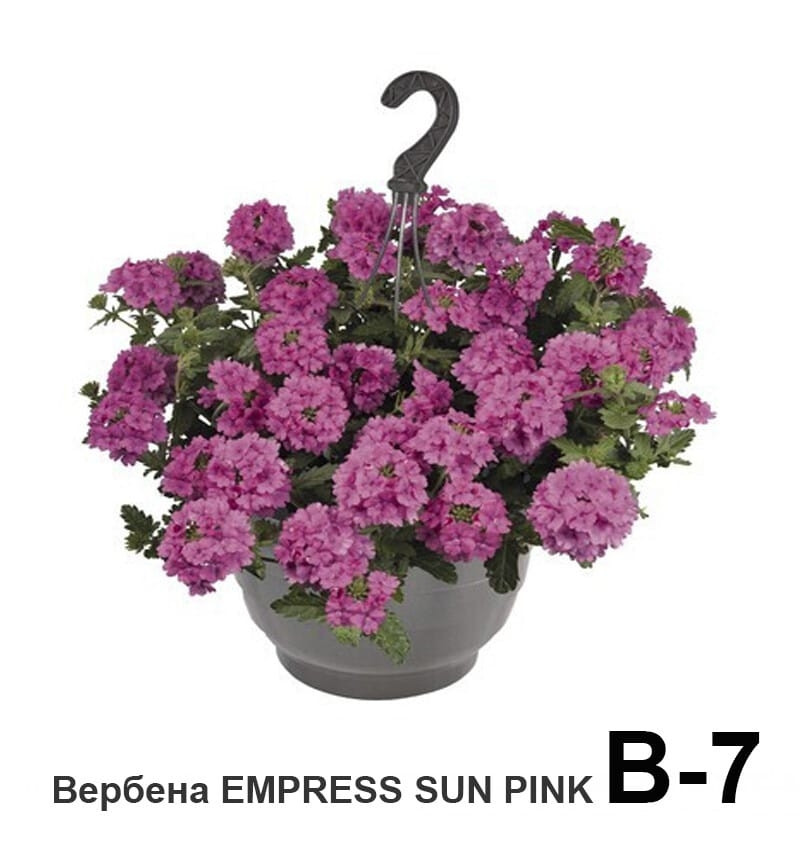 Вербена ампельная вегетативная Empress Sun pink, фото 1