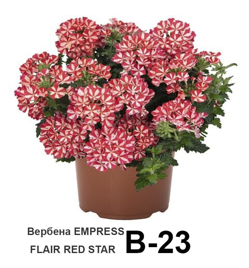 Вербена ампельная вегетативная Empress flair red star: продажа, цена в ...