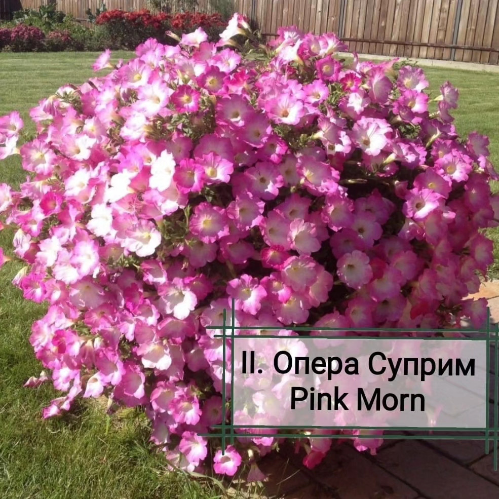 Петуния ампельная Опера Суприм Pink Morn ( подрощенный куст в кашпо)