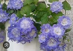 Кампанула Дублин Биколор ( подрощенный куст)