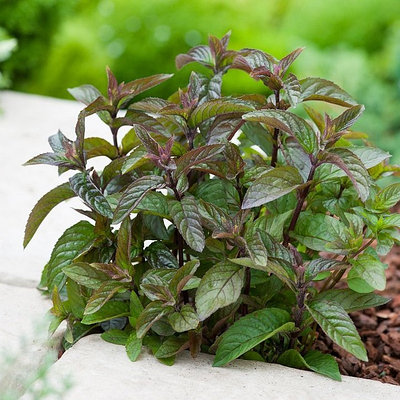 Теңізде әйеліммен түскен порно суреттер Әкесі мен оның кішкентай қызының порно видеосы