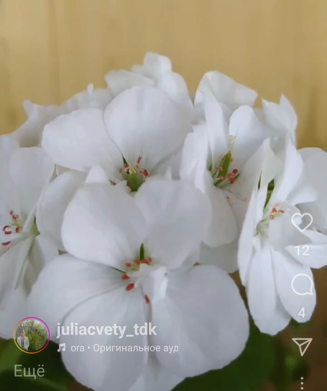 Пеларгония зональная "Белая " (усл.)