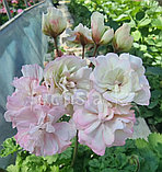 Ириол Алиенора Аквитанская НОВИНКА! / укор.черенок, фото 2