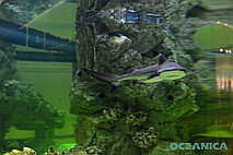 Рифовый и Морской аквариумы на территории ТРЦ «Mega2» 1