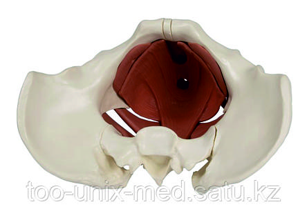 Ұялы телефонға арналған порно видео mp4 Ол оның құлағынан ұстап, оны өз мүшесіне тартты.