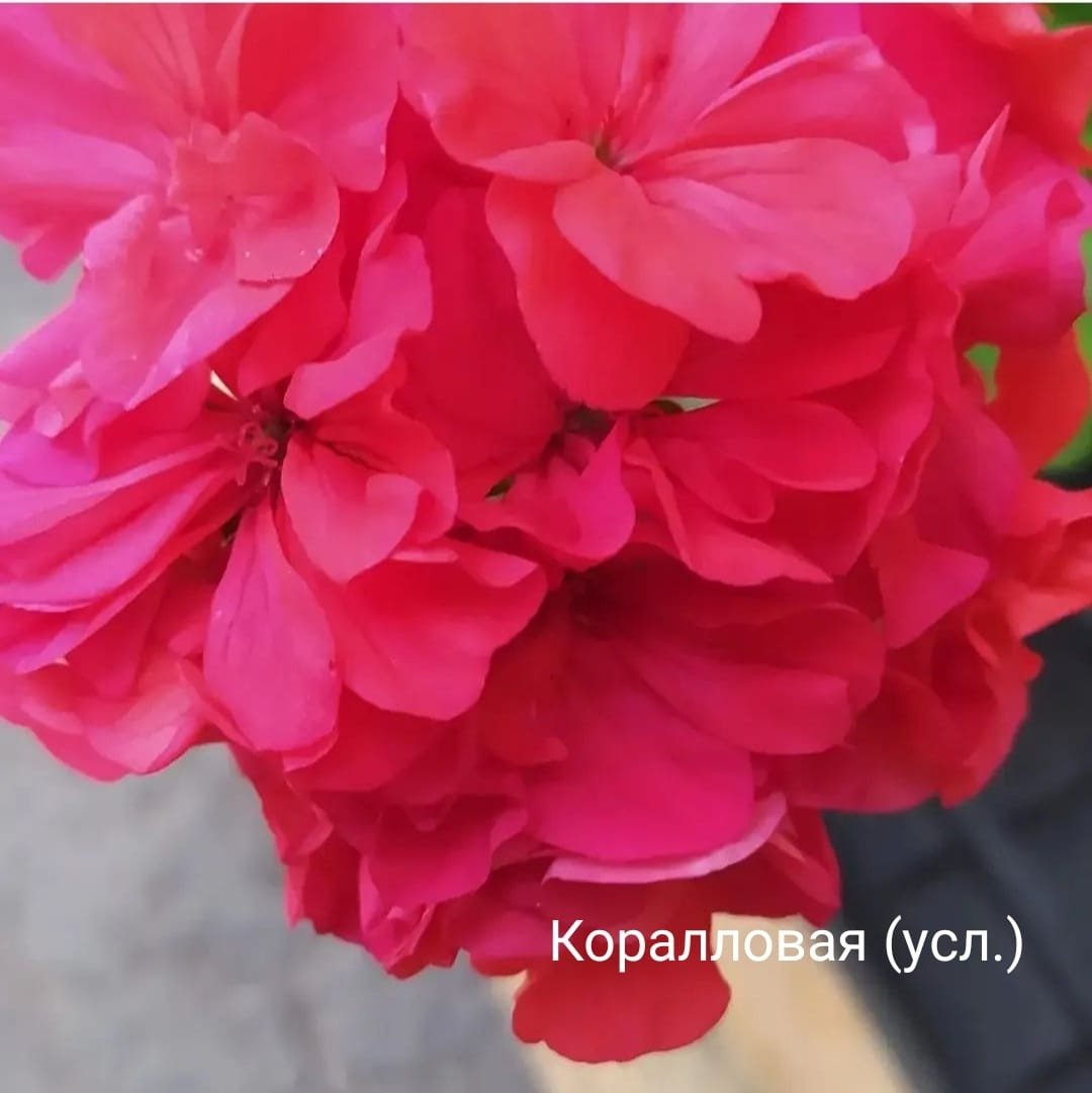Пеларгония Коралловая (усл.). (молодой взрослый куст), фото 1
