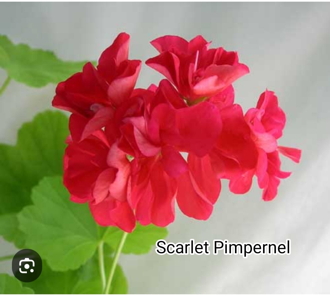 Пеларгония  Scarlet Pimpernel (укоренённый черенок), фото 1