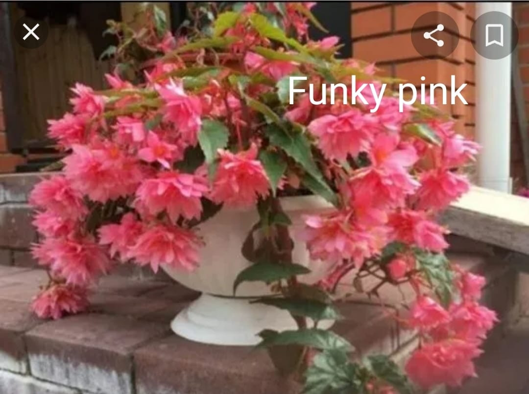 Бегония ампельная Funky pink ( укоренённый черенок), фото 1